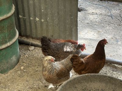 Chickens