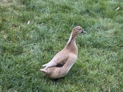 Laying Hens & Ducks - Various Breeds Available