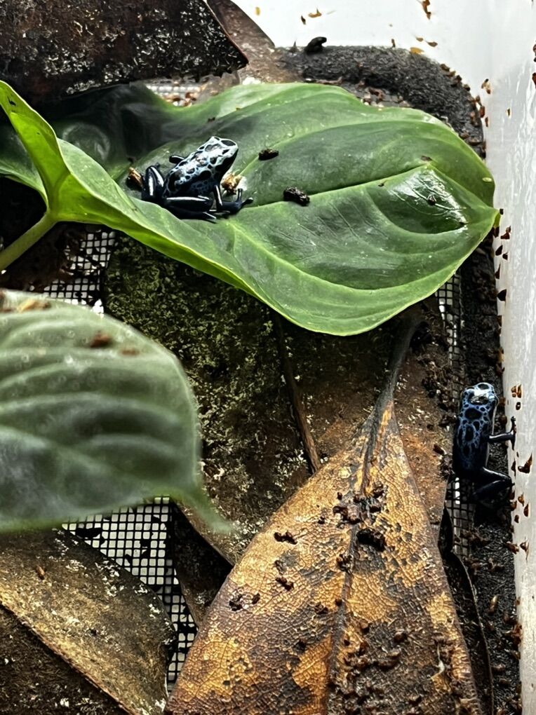 Blue Azureus Dart Frogs!