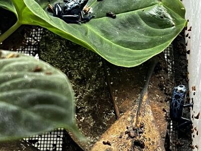 Blue Azureus Dart Frogs!