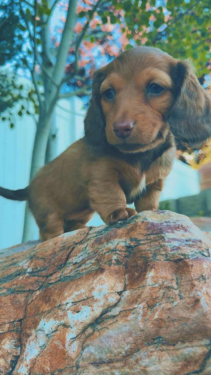 Longhair Mini Dachshund Female