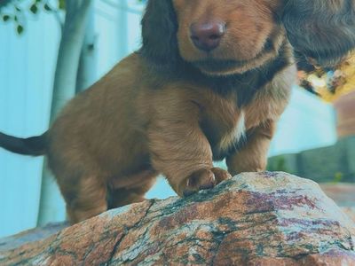 Longhair Mini Dachshund Female