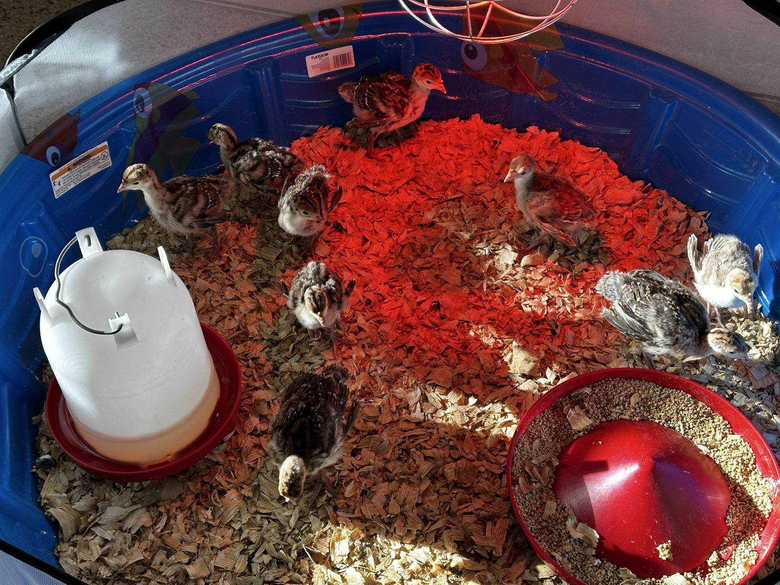Baby Turkeys for Sale - Heritage Breed Poults (Various Colors)