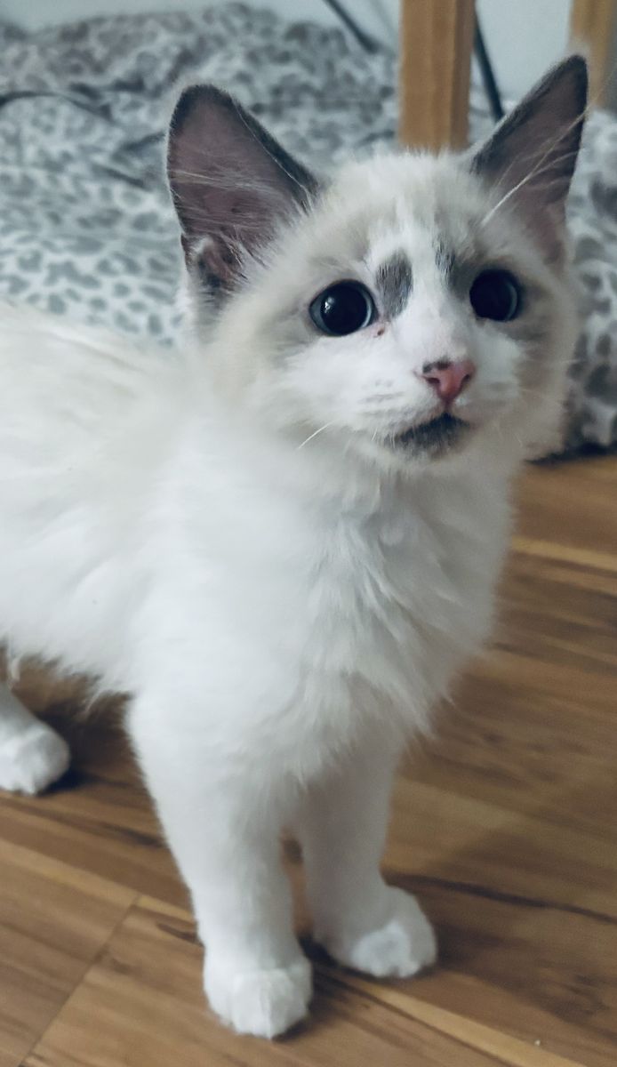 Ragdoll kittens need loving homes