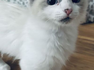 Ragdoll kittens need loving homes