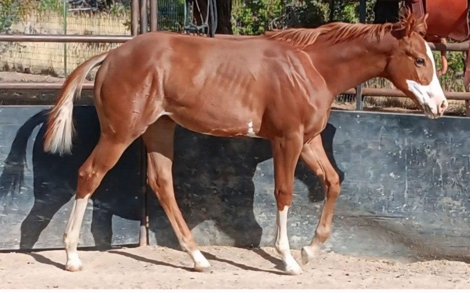 2025 APHA  Overo filly. Lots of ground work