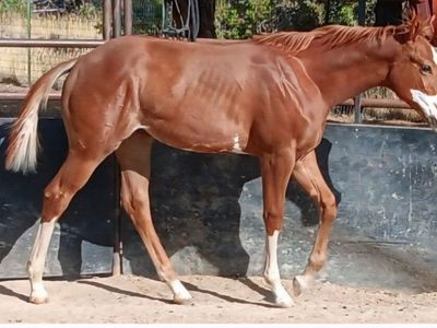 2025 APHA Overo filly. Lots of ground work