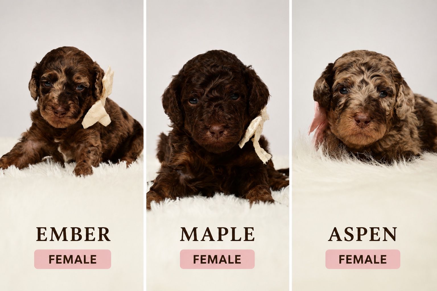 Akc poodle puppies