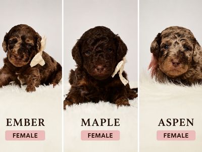 Akc poodle puppies