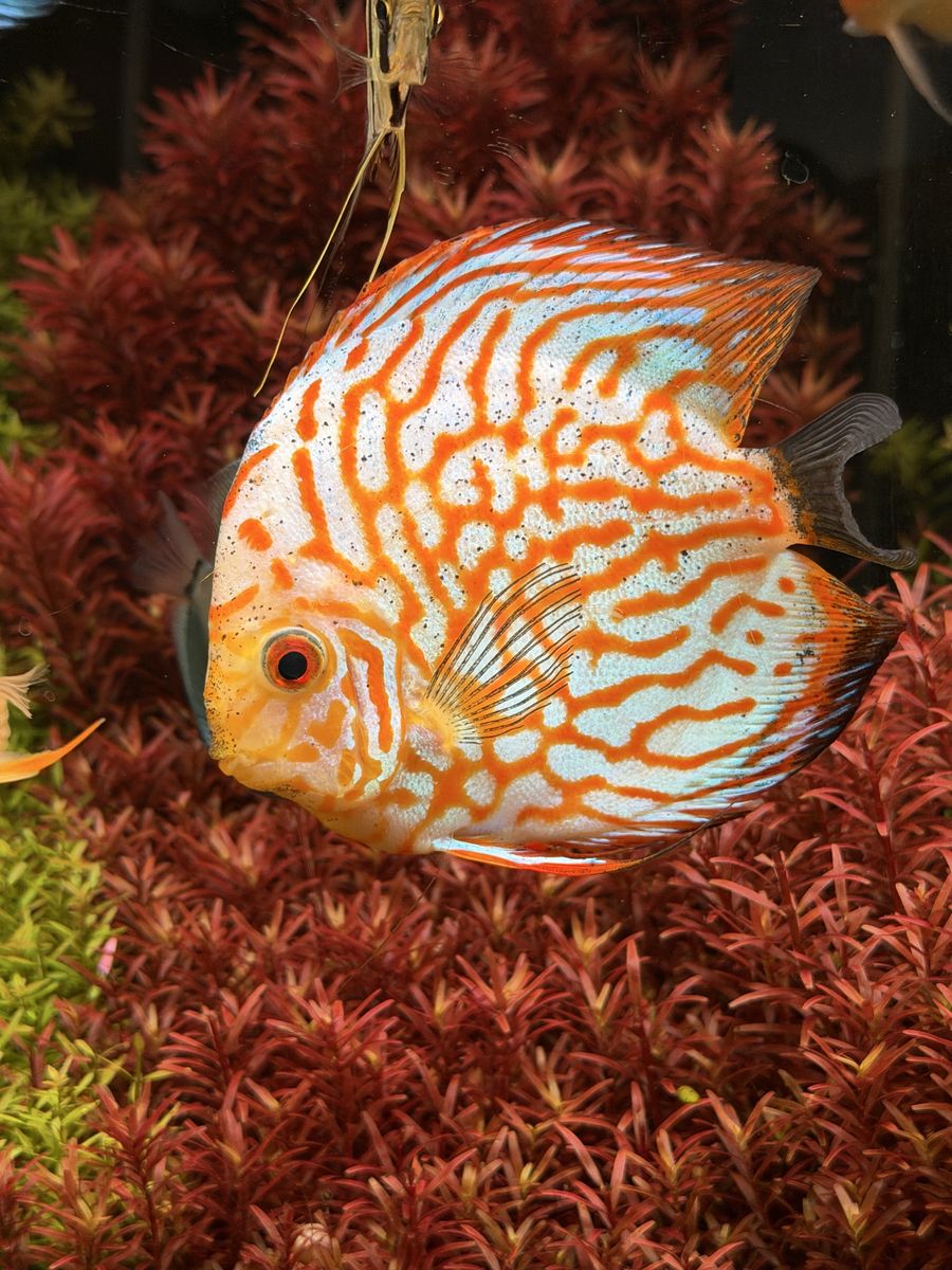 Discus 