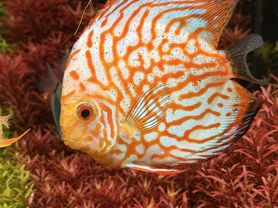 Discus