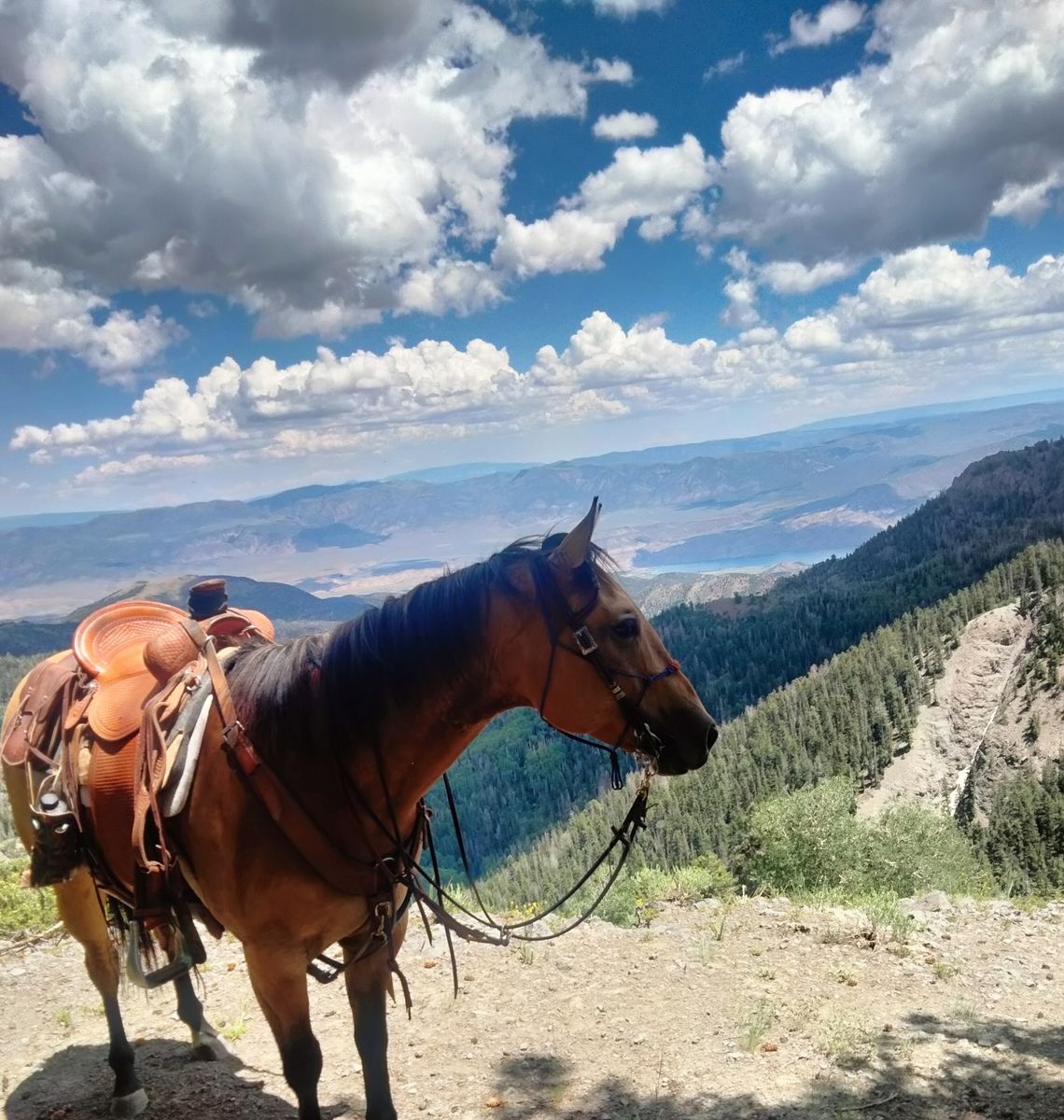 8 year old buckskin