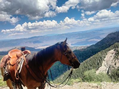 8 year old buckskin