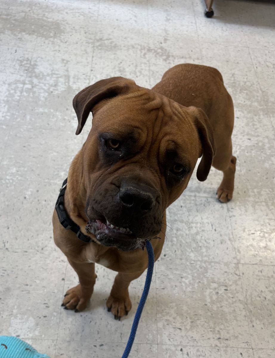 A162807 Honey is Available for Adoption!