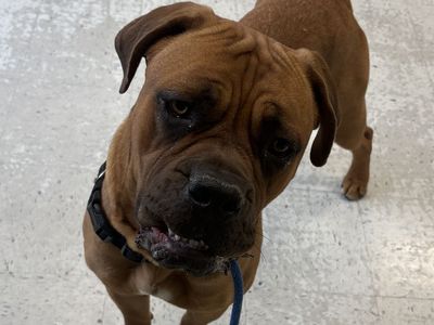A162807 Honey is Available for Adoption!