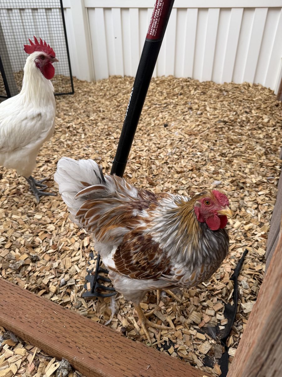 Roosters (Two Available)