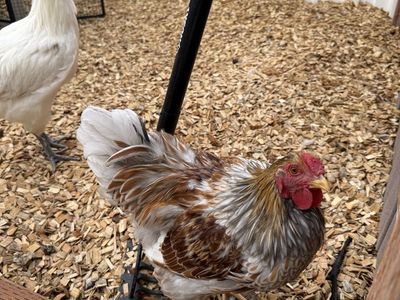 Roosters (Two Available)