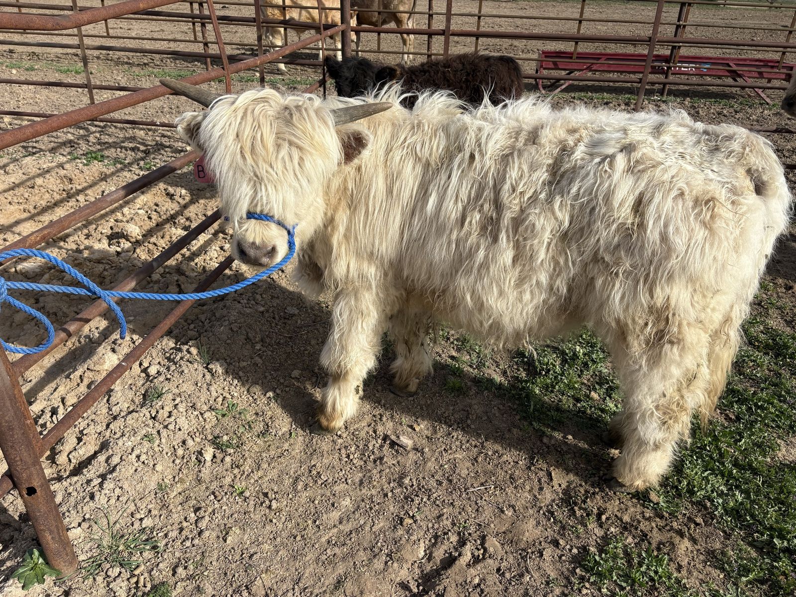Halter Broke Mini Highlander