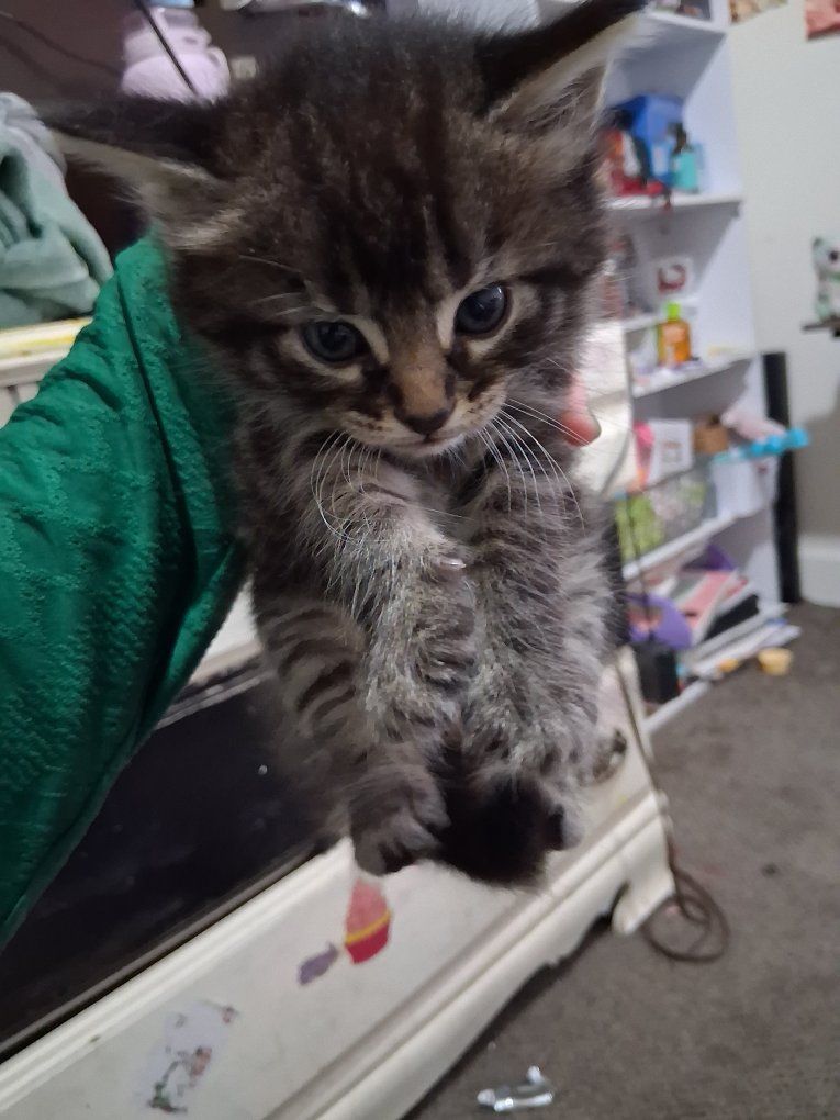 Kittens
