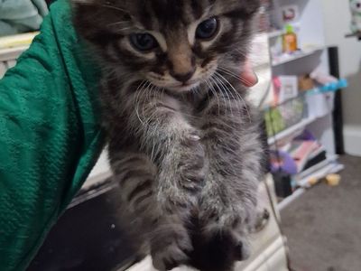 Kittens