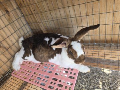 standard rex rabbits