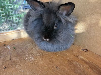 Lionhead Mix