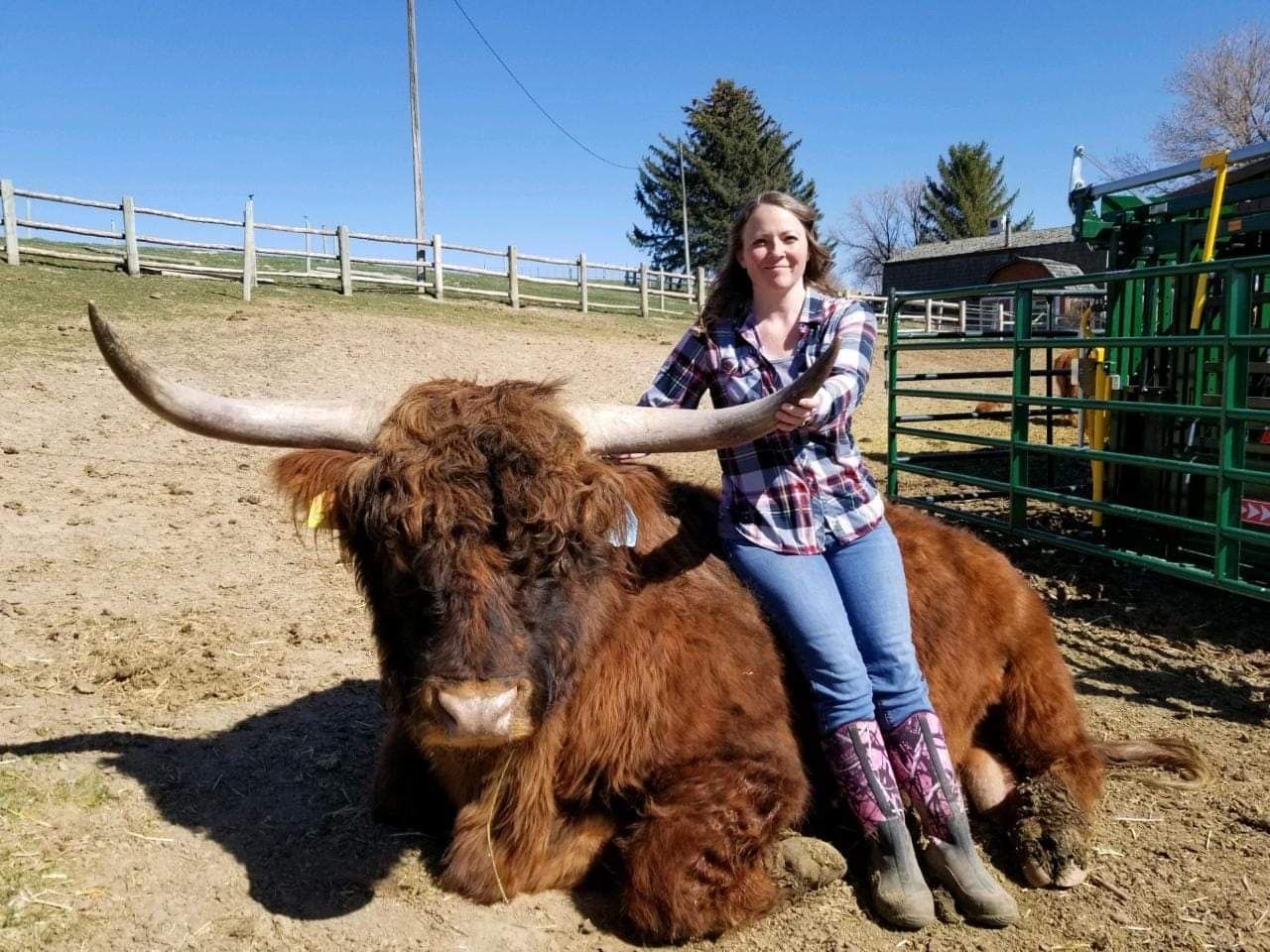 Registered Highland semen straws