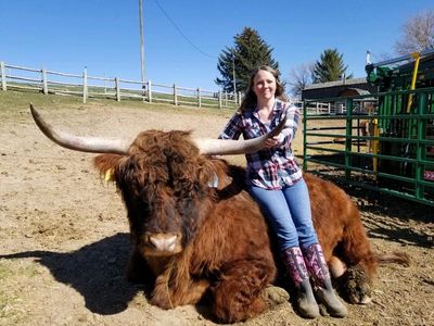 Registered Highland semen straws