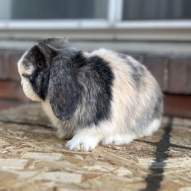 Holland lop Buck Pedigree 