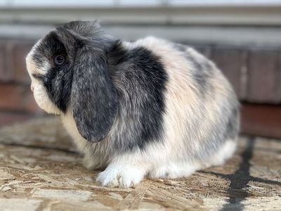 Holland lop Buck Pedigree