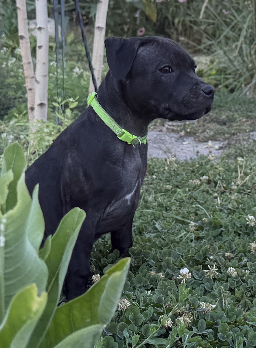 Female Staffordshire Bull Terrier (Staffy) - price reduction