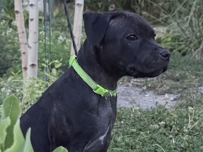 Female Staffordshire Bull Terrier (Staffy) - price reduction
