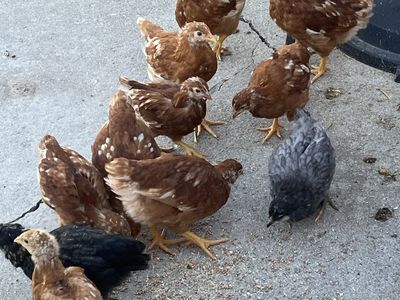 Coop ready layers