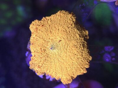 Jawbreakers, Fake Godzilla, Red Devils