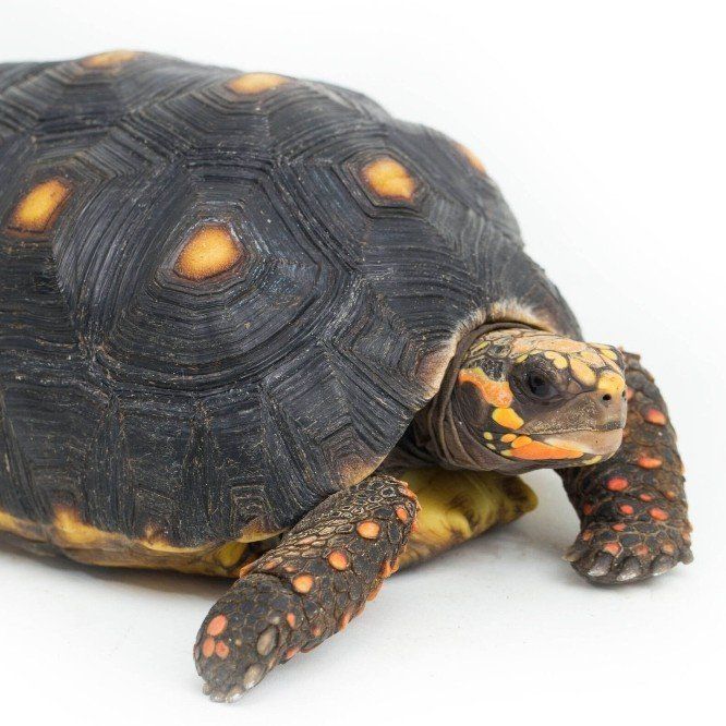 RED FOOTED TORTOISE FOR SALE