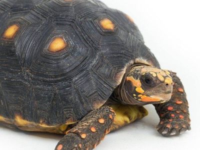 RED FOOTED TORTOISE FOR SALE