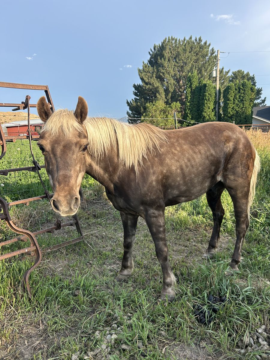 Older pony