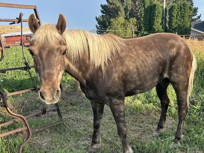 Older pony