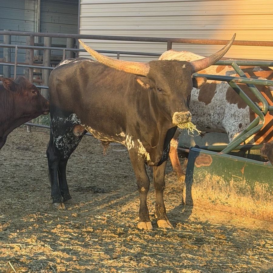 Texas Longhorn bull