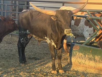 Texas Longhorn bull
