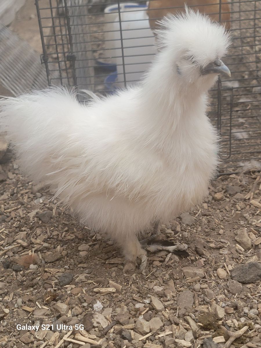 Silkie Roo