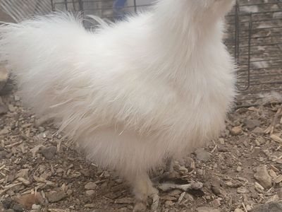 Silkie Roo