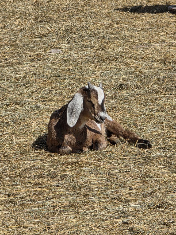Nubian Buckling