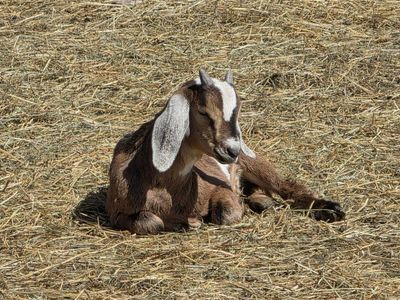 Nubian Buckling