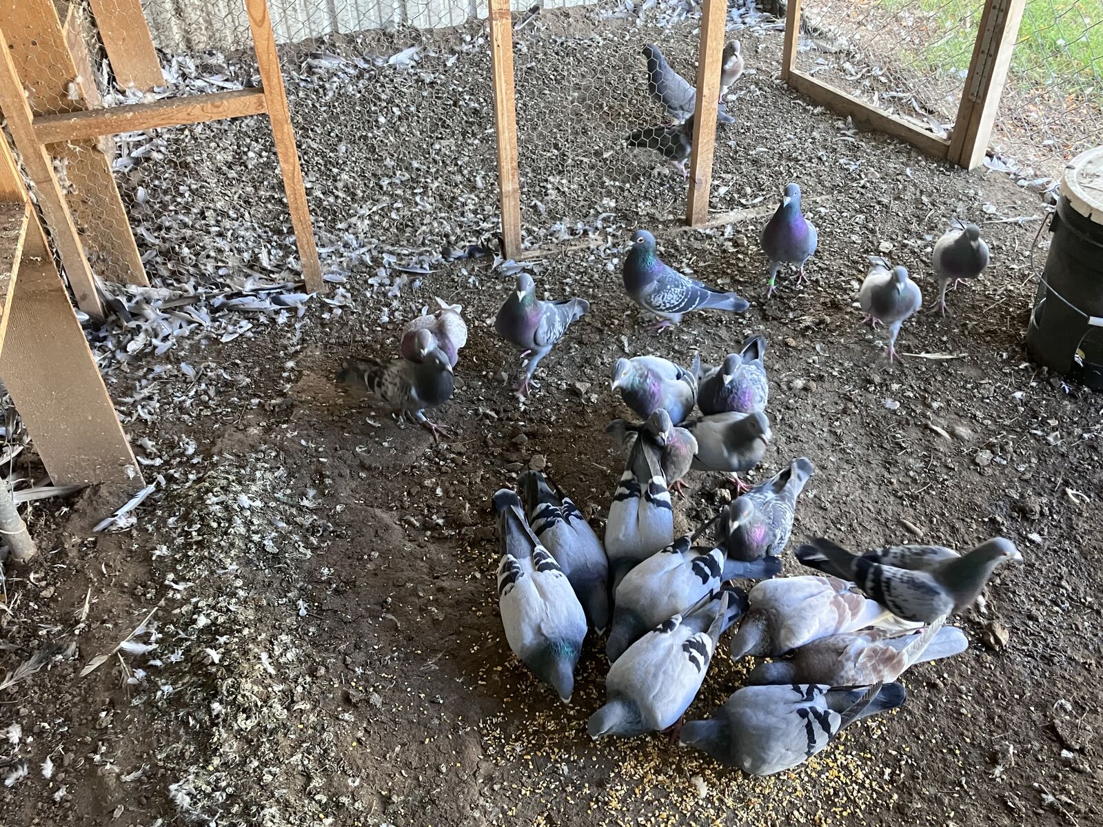 Homing Pigeons For Sale