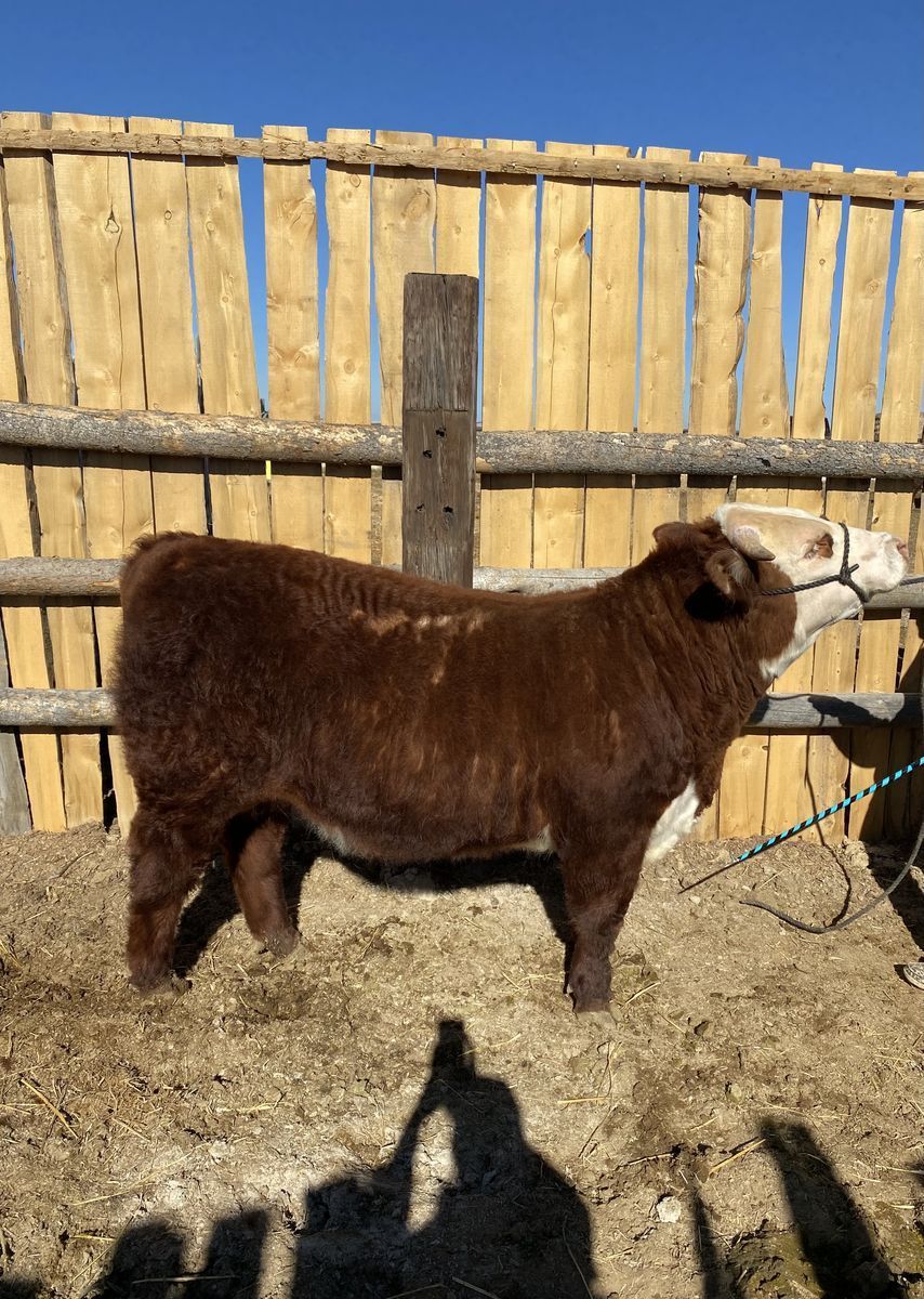 Registered Yearling Hereford Bull