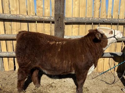 Registered Yearling Hereford Bull