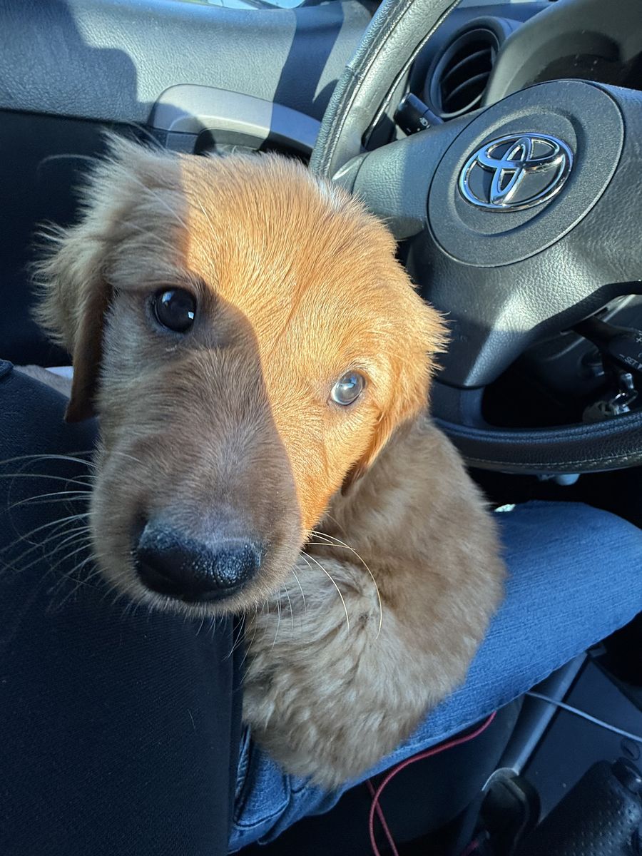 AKC Full-Bred Red Golden Retriever Male Puppy (8 Weeks Old) – Provo, UT $1,999 OBO
