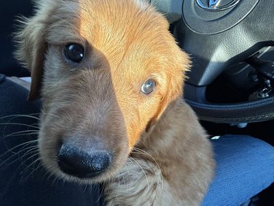 AKC Full-Bred Red Golden Retriever Male Puppy (8 Weeks Old) – Provo, UT $1,999 OBO