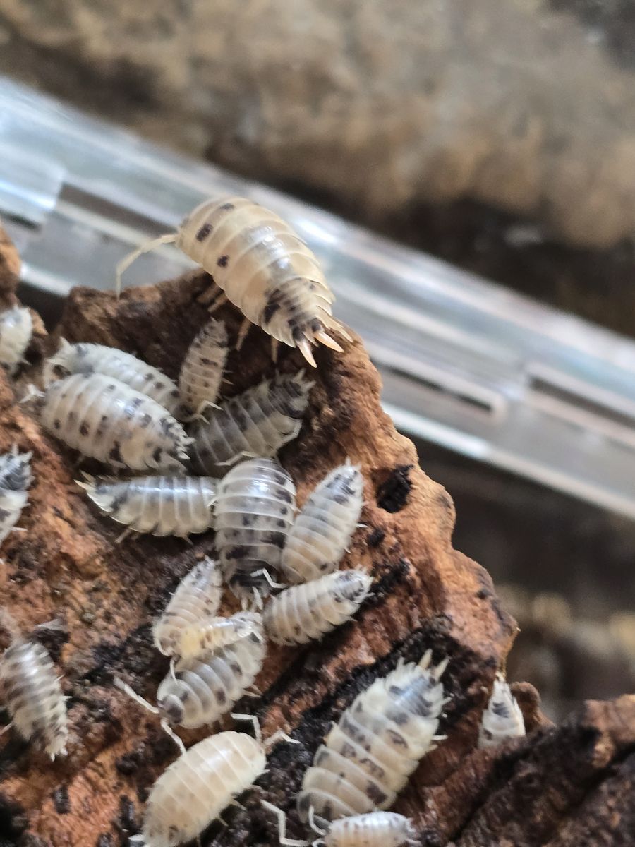 Dairy Cow Isopods and Springtails